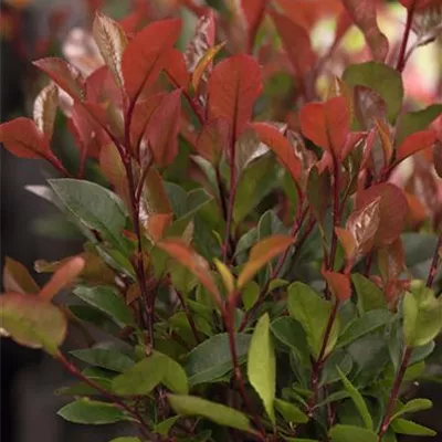 im Container 30 - 40 - Glanzmispel - Photinia fraseri (x) 'Little Red Robin'