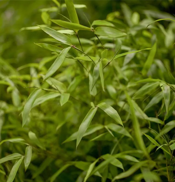 Bambus - Phyllostachys aureosulcata