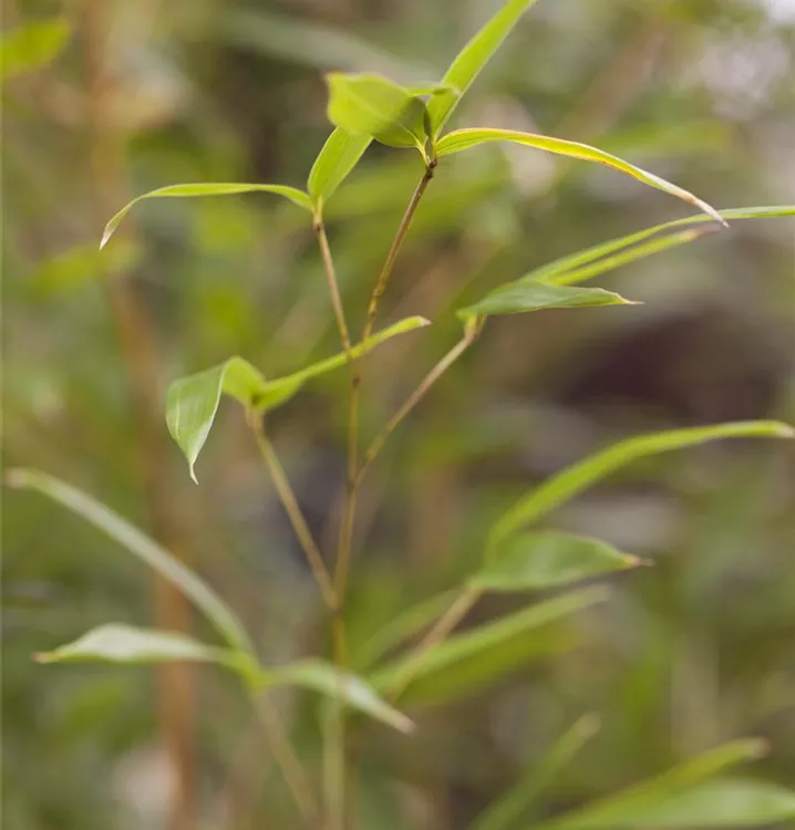 Bambus - Phyllostachys aureosulcata 'Spectabilis'