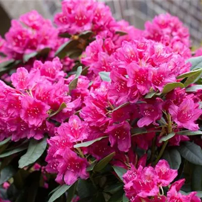 MB/ 50 - 60 - Rhododendron - Rhododendron 'Dr H.C. Dresselhuys'