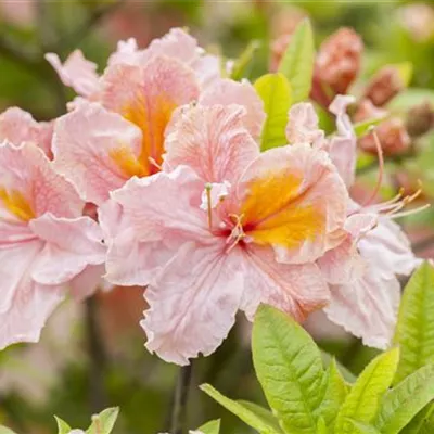 im Container 40 - 50 - Rhododendron, Azalee - Rhododendron (Knaphill-Azalee) 'Berryrose'