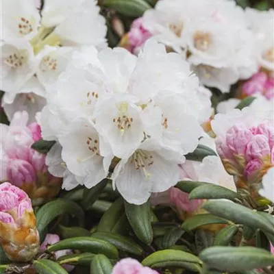 im Container 40 - 50 - Rhododendron - Rhododendron (Yakushimanum) 'Koichiro Wada'
