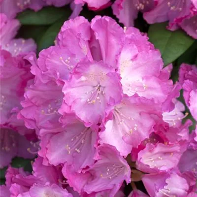 im Container 40 - 50 - Rhododendron - Rhododendron (Yakushimanum) 'Polaris'