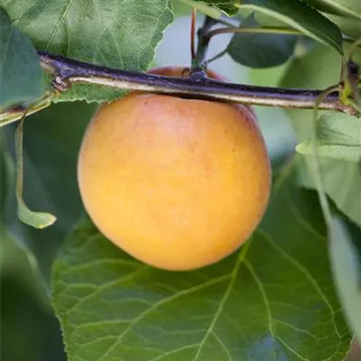 Pyramide wurzelnackt - Aprikose 'Orangered'® - Prunus (Aprikose) 'Orangered'