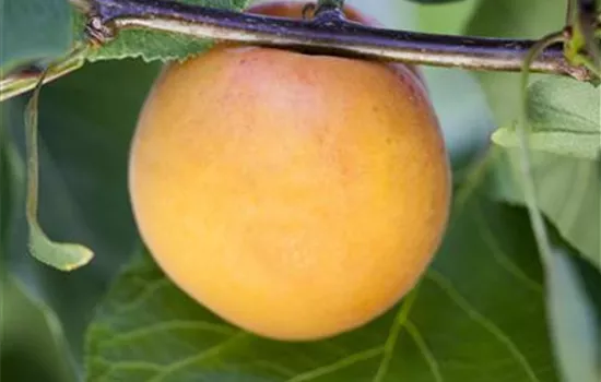Prunus (Aprikose) \'Goldrich\' Baumschulen Bauer AG 