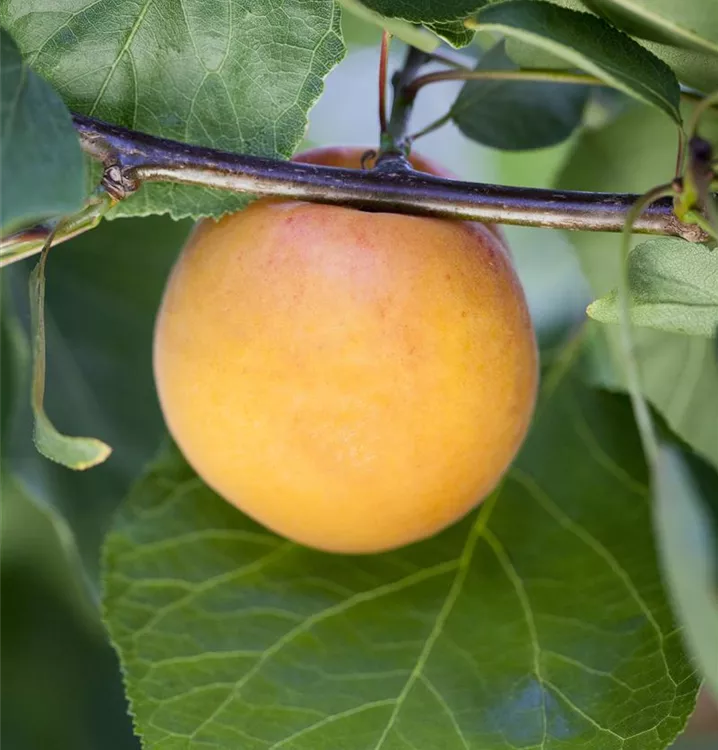 Aprikose 'Orangered'® - Prunus (Aprikose) 'Orangered'