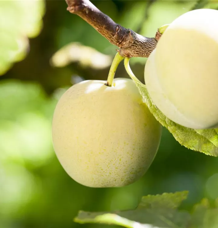 Prunus (Pflaume) 'Reineclaude d'Oullins'