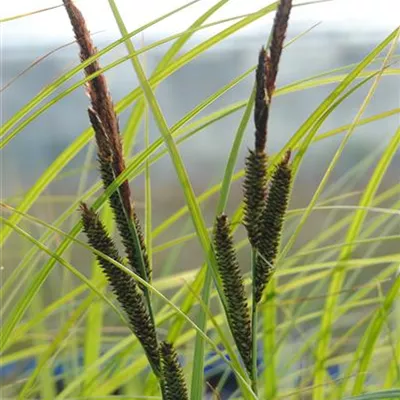 Topfgrösse 0.5 Liter - Schlanke Segge - Carex acuta