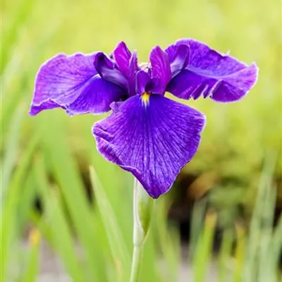 Topfgrösse 0.5 Liter - Sumpfschwertlilie - Iris laevigata