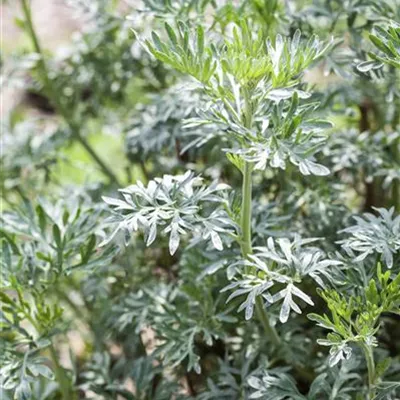 Topfgröße 0,5 Liter - Beifuss - Artemisia vulgaris