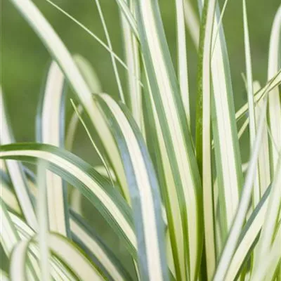 Topfgrösse 1 Liter - Vogelfuss-Segge - Carex ornithopoda 'Variegata'