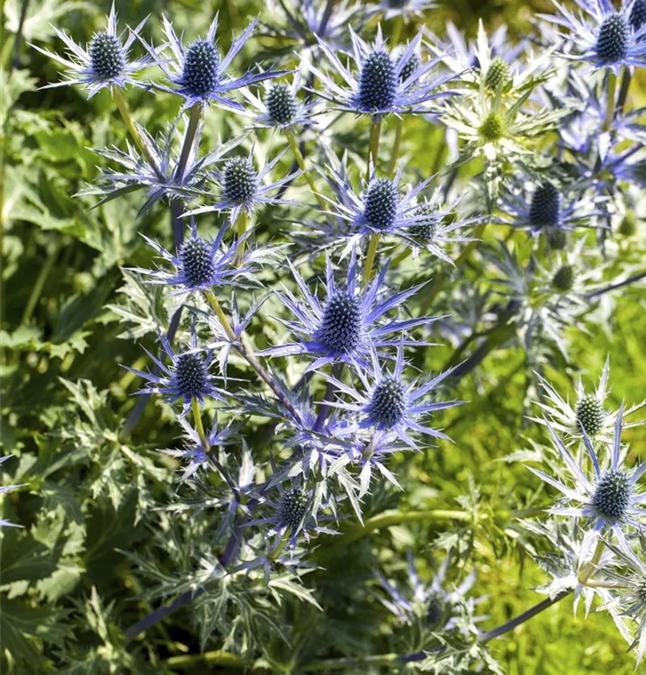 Alpendistel, Alpen-Mannstreu - Eryngium alpinum