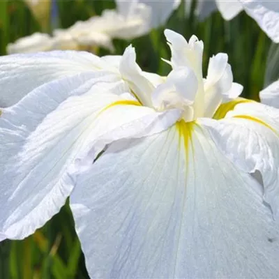 Topfgrösse 1 Liter - Sibirische Schwertlilie - Iris sibirica 'Snow Queen'