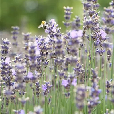 Topfgrösse 0.5 Liter - Lavendel - Lavandula angustifolia 'Munstead'