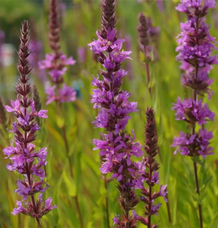 Lythrum salicaria 'Robert', GartenBlutWeiderich 'Robert'