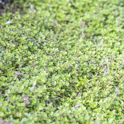 Topfgrösse 0.5 Liter - Zwergiger Garten-Thymian 'Minor' - Thymus praecox 'Minor'