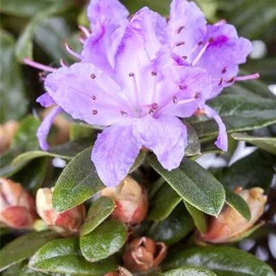 im Container Höhe 20-25cm - Rhododendron - Rhododendron 'Moerheim'