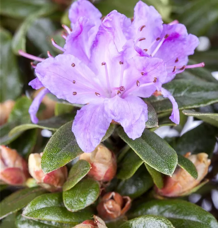 Rhododendron - Rhododendron 'Moerheim'