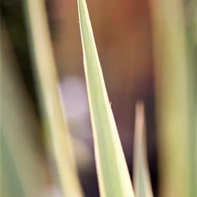Topfgrösse 3 Liter - Palmlilie - Yucca filamentosa 'Bright Edge'