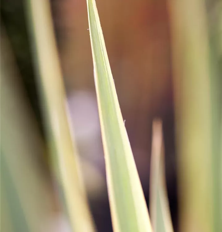 Palmlilie - Yucca filamentosa 'Bright Edge'