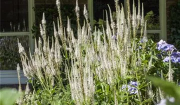 Veronicastrum virginicum, Virginischer Ehrenpreis Bauer Baumschulen AG
