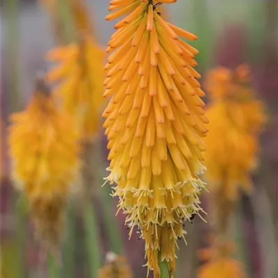 Topfgrösse 1 Liter - Fackellilie - Kniphofia 'Mango Popsicle'