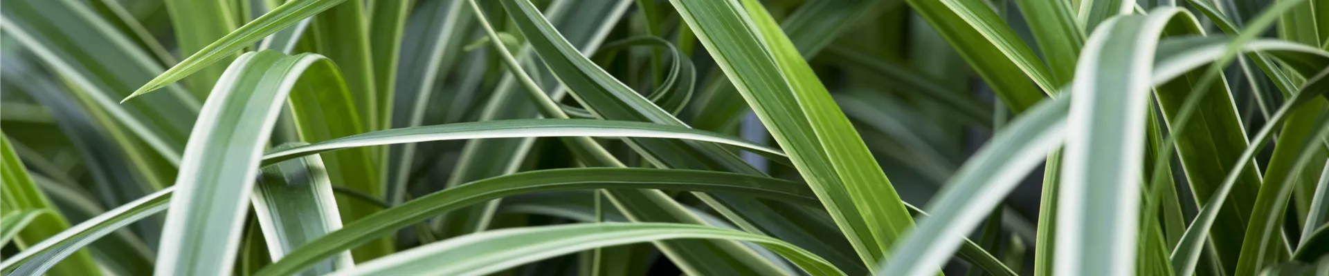 Carex morrowii ssp. foliosissima 'Icedance'