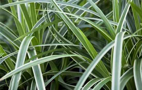 Winterharte Gräser für den Garten sind vielseitig einsetzbar Winterharte Gräser für den Garten sind vielseitig einsetzbar