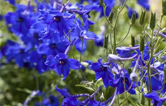 Delphinium (Belladonna-Gruppe) 'Völkerfrieden'
