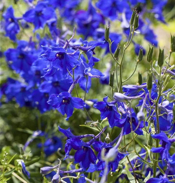 Rittersporn - Delphinium (Belladonna-Gruppe) 'Völkerfrieden'