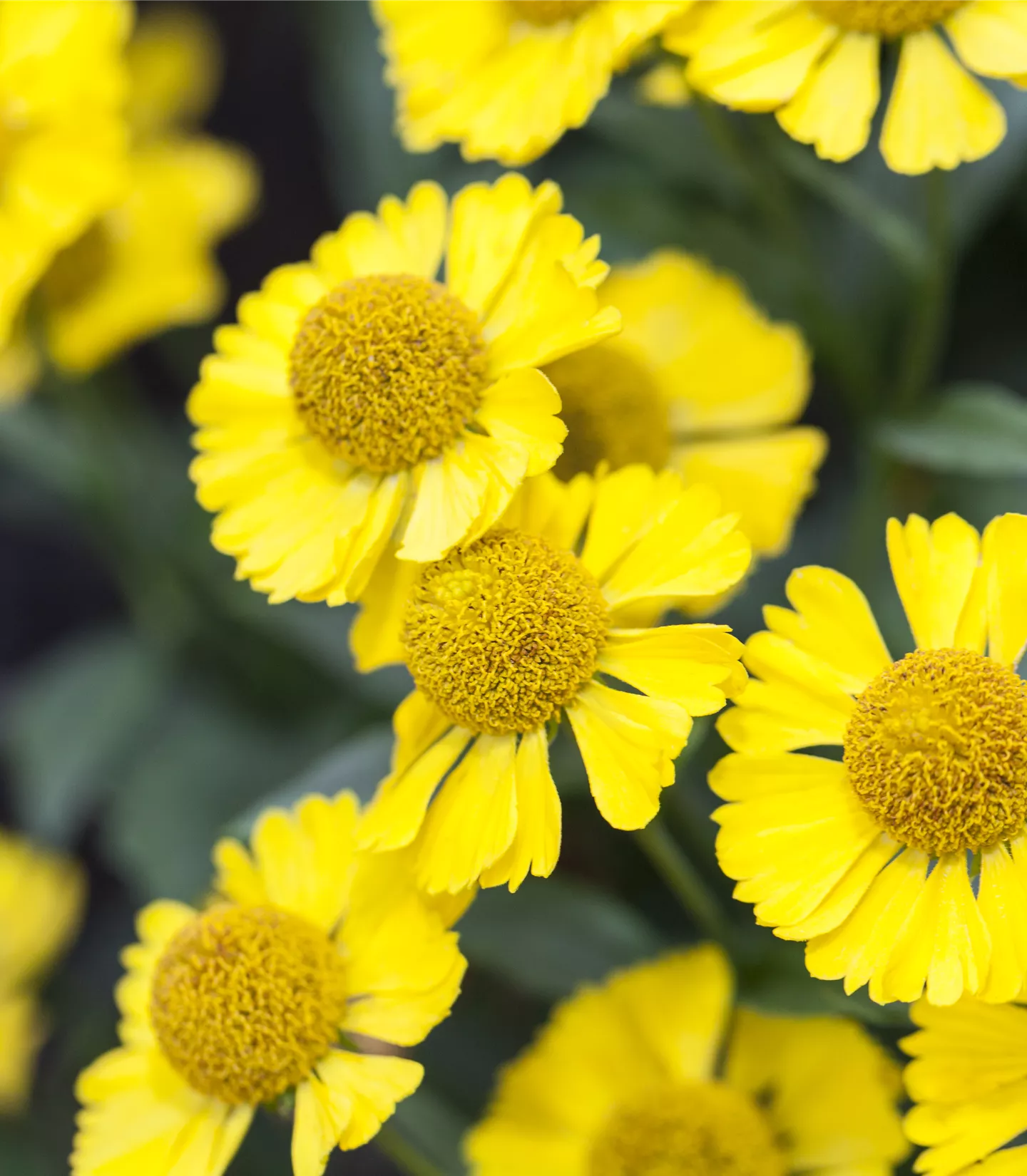 Helenium 'Sombrero'
