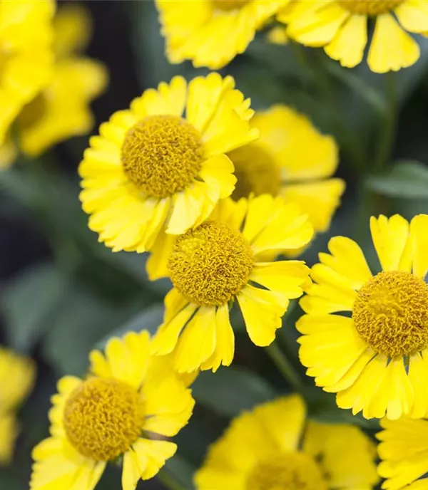 Helenium 'Sombrero'
