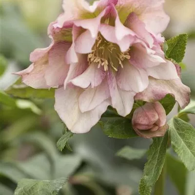 Topfgrösse 1 Liter - Christrose - Helleborus orientalis
