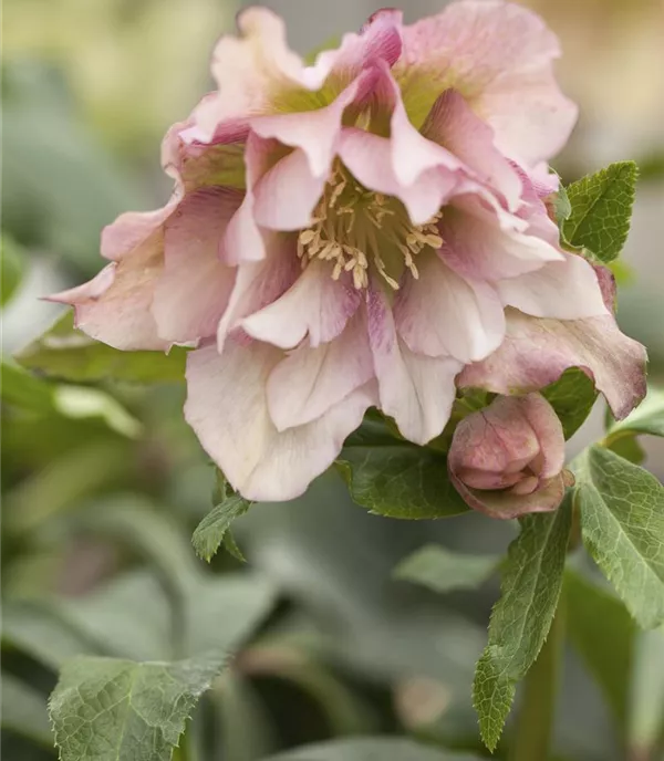 Helleborus orientalis