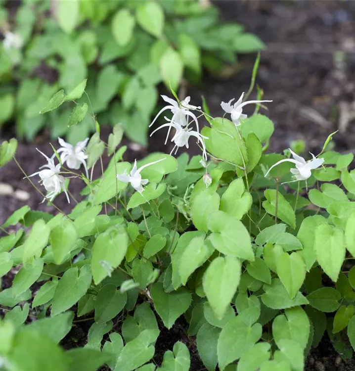 Fleur des Elfes 'Niveum'
