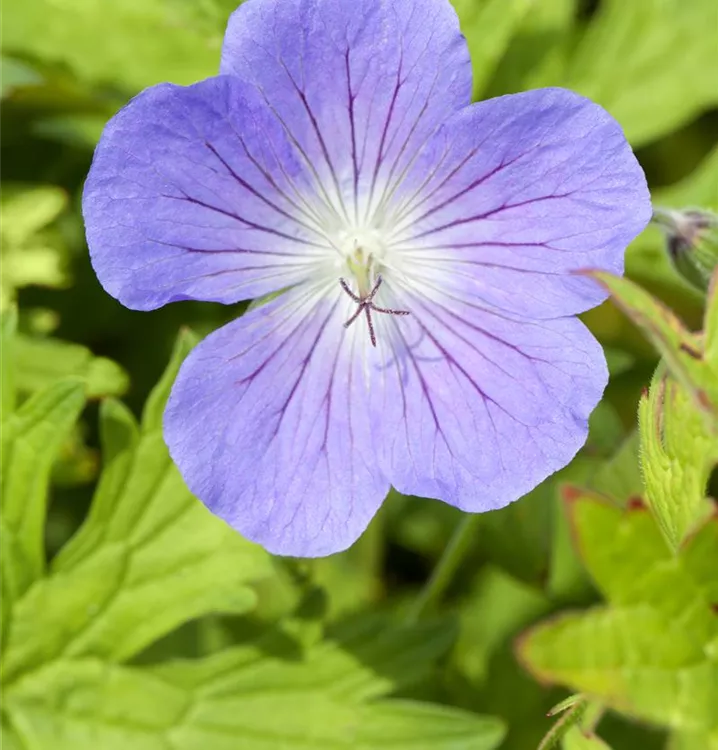 Storchschnabel - Geranium 'Johnson's Blue'