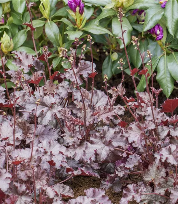 Heuchera 'Stormy Seas'