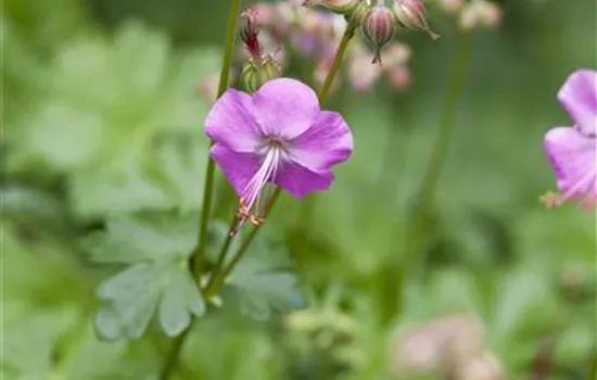 Geranium cantabrigiense (x) 'Karmina'