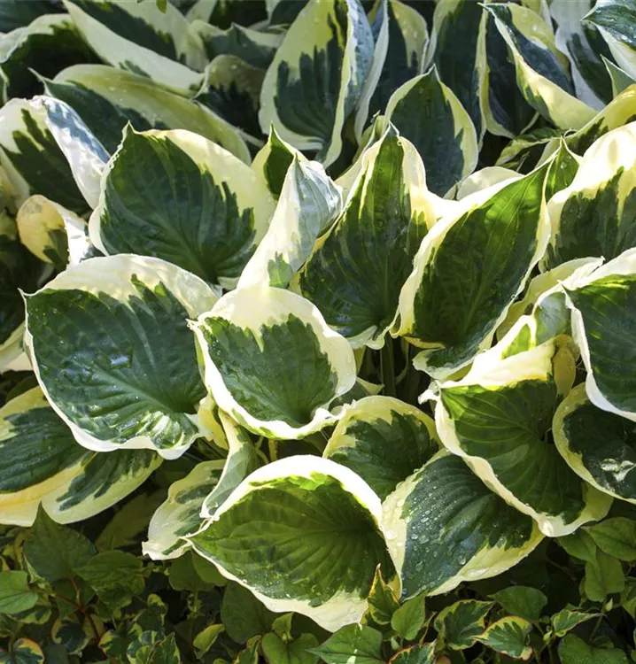 Goldrand-Garten-Funkie 'Aureomarginata' - Hosta fortunei 'Aureomarginata'