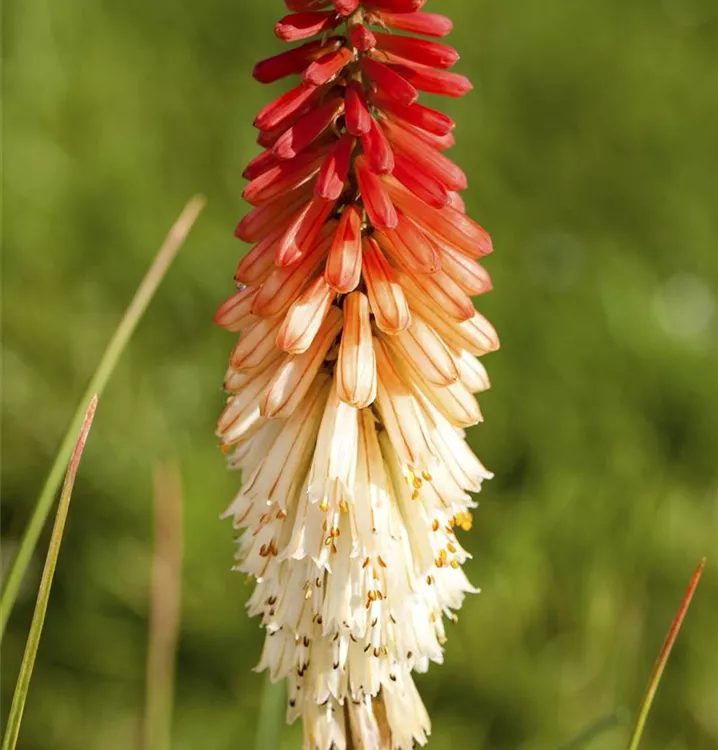 Garten-Fackellilie 'Flamenco' - Kniphofia 'Flamenco'