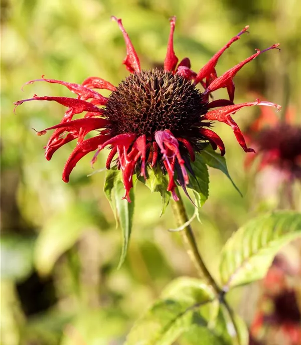 Monarda 'Squaw'