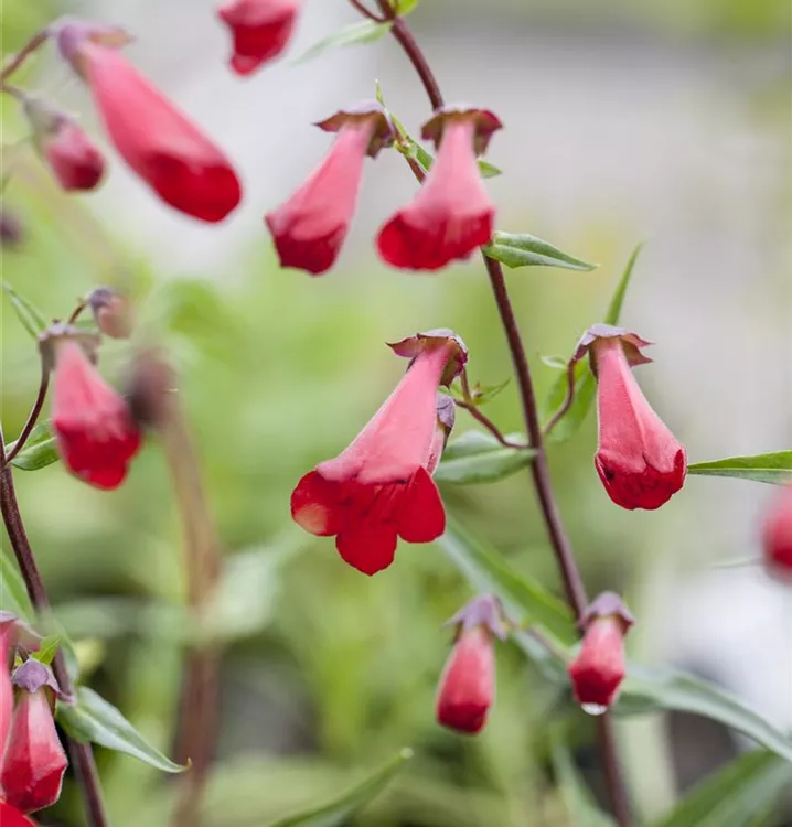 Bartfaden - Penstemon 'Schoenholzeri'