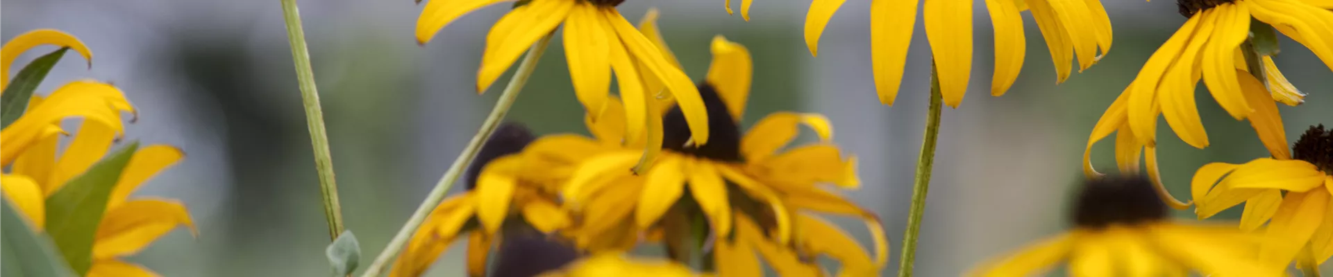 Bodendecker online kaufen | Bauer Baumschulen AG Bodendecker online kaufen | Bauer Baumschulen AG