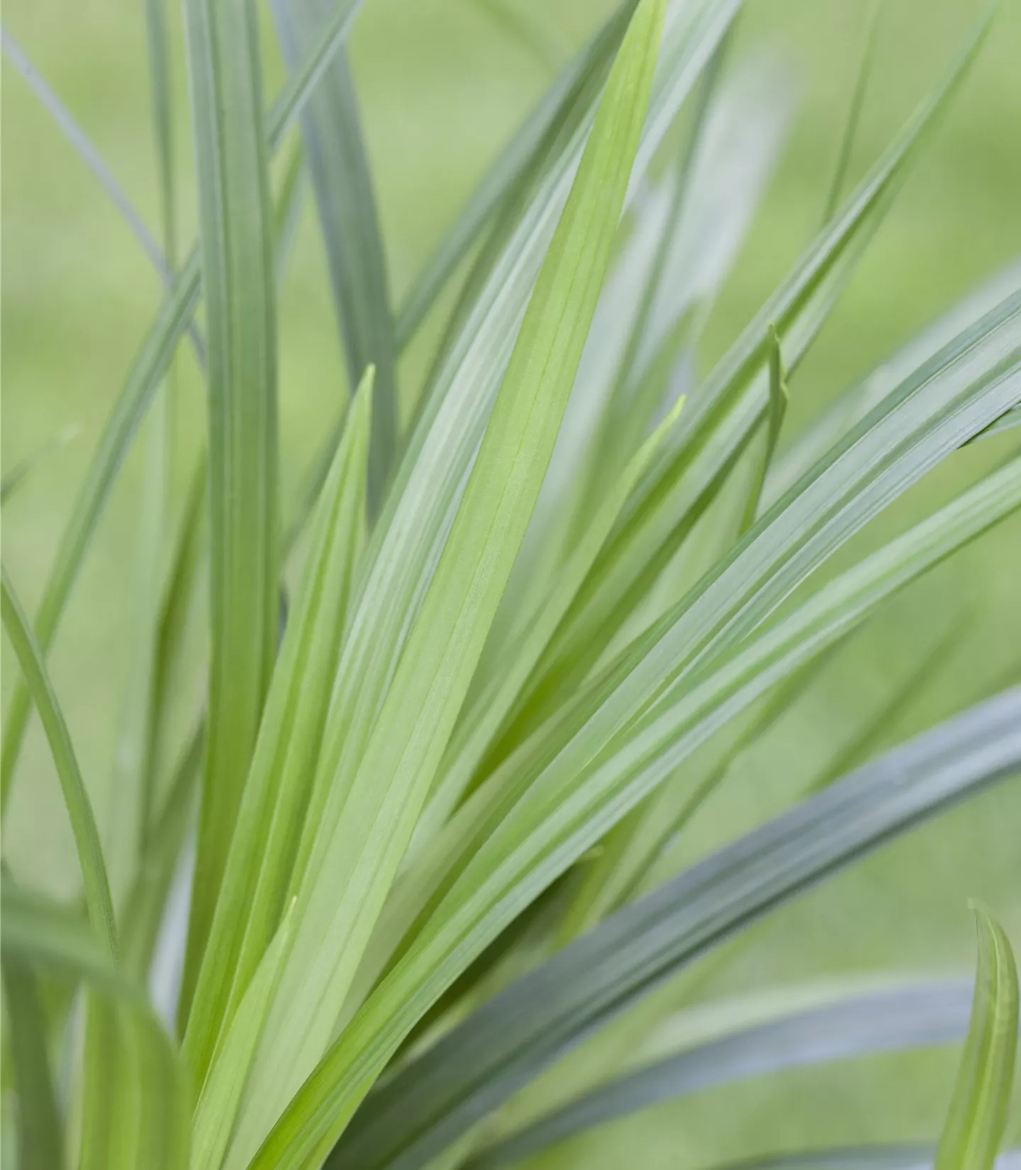 Carex folios. 'Irish Green'