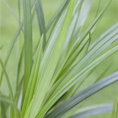 Topfgrösse 0.5 Liter - Carex folios. 'Irish Green'