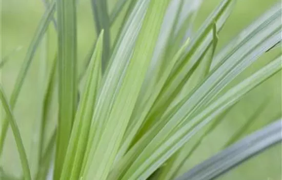 Carex folios. 'Irish Green'