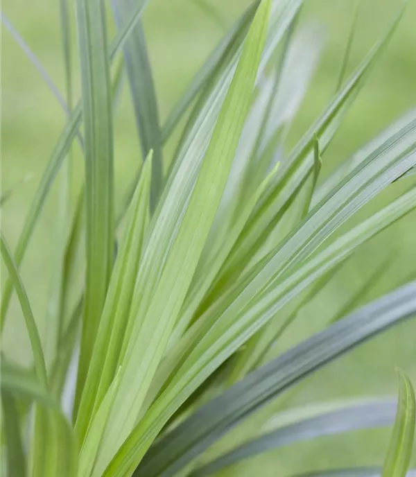 Carex folios. 'Irish Green'