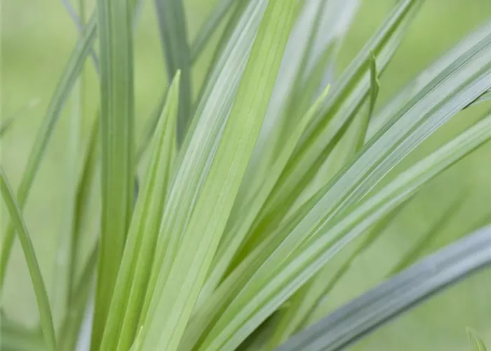 Carex folios. 'Irish Green' Carex folios. 'Irish Green'