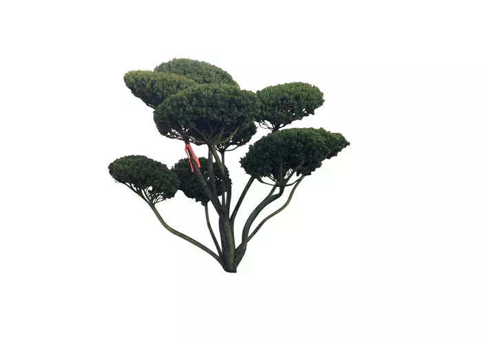 Bonsai