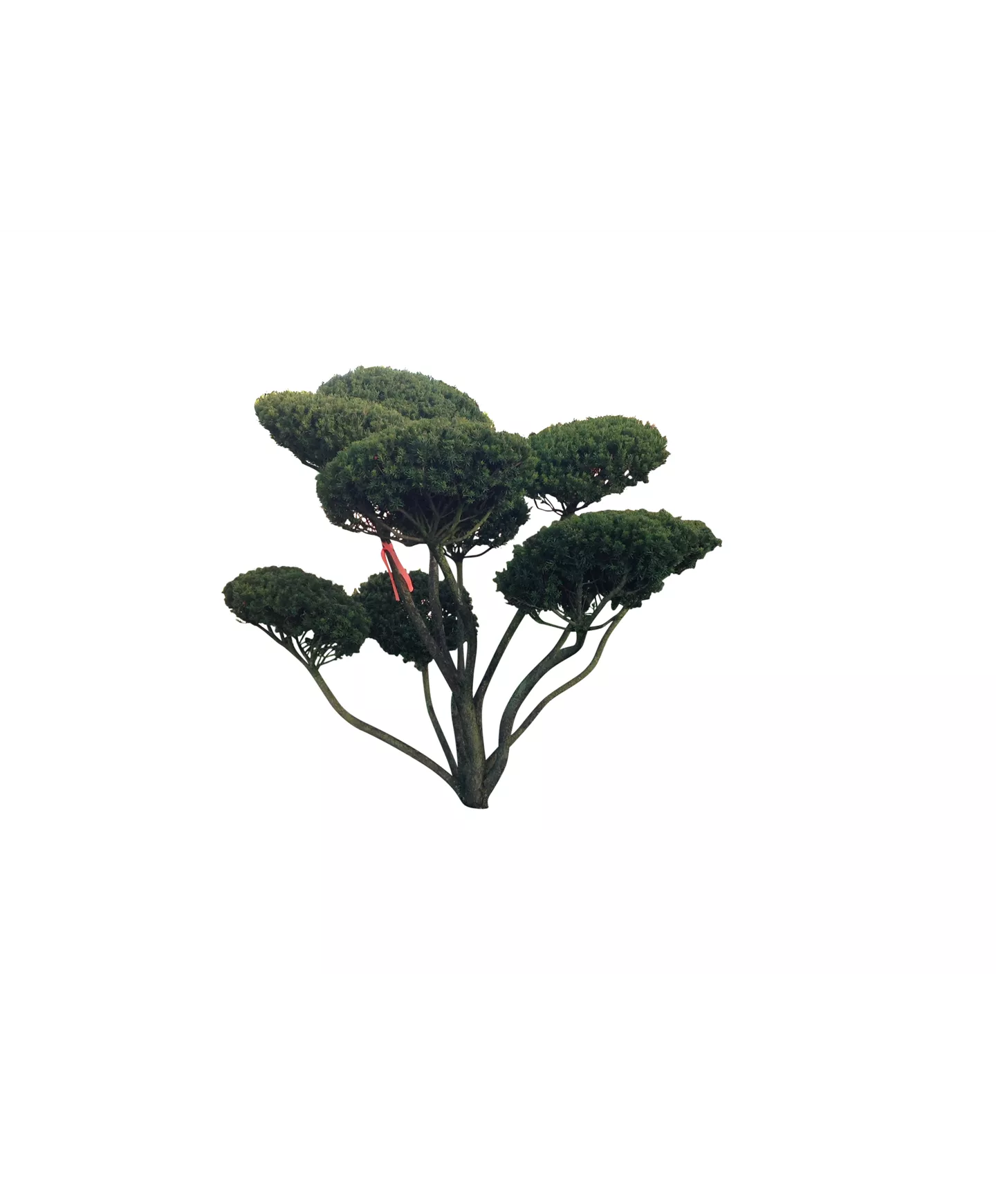 Formgehölze und Bonsai Formgehölze und Bonsai